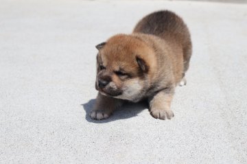 柴犬(標準サイズ)【滋賀県・男の子・2022年4月1日・赤】の写真「元気な赤の男の子です」