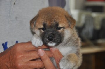 柴犬(標準サイズ)【滋賀県・女の子・2021年7月3日・濃い赤】の写真「元気な濃い赤の女の子です」