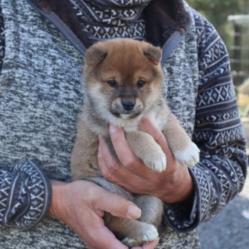 柴犬(豆柴)【滋賀県・女の子・2023年11月12日・濃い赤】の写真「元気な濃い赤豆柴の女の子です」