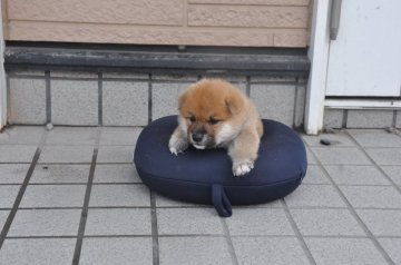 柴犬(標準サイズ)【滋賀県・男の子・2021年7月24日・きれいな赤】の写真「きれいな赤の元気な男の子です。」