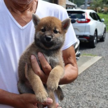 柴犬(標準サイズ)【滋賀県・女の子・2023年7月14日・濃い赤】の写真「元気な濃い赤の女の子です」