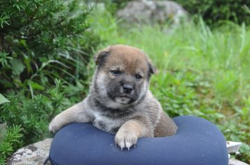 柴犬(標準サイズ)【滋賀県・男の子・2021年7月4日・濃い赤】の写真「元気な濃い赤の男の子です」