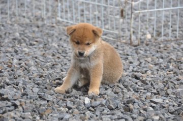 柴犬(標準サイズ)【滋賀県・男の子・2019年7月28日・きれいな赤】の写真「ハイグレードの元気なやんちゃ坊主です」