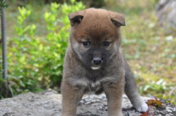 柴犬(標準サイズ)【滋賀県・女の子・2020年9月13日・濃い赤 胡麻】の写真「元気な濃い赤の　少し小ぶりな女の子です。」