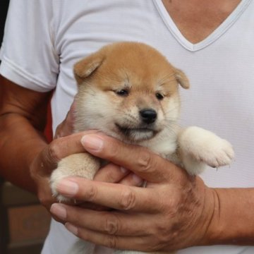 柴犬(豆柴)【滋賀県・女の子・2024年8月26日・きれいな赤】の写真「元気な赤豆柴の女の子です。」