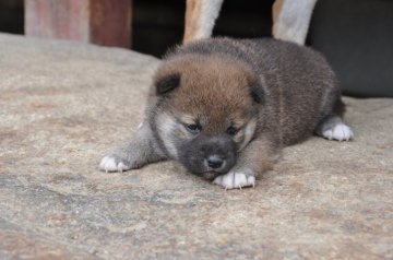 柴犬(標準サイズ)【滋賀県・女の子・2020年4月17日・濃い赤】の写真「濃い赤の　元気な女の子です。」