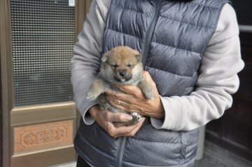 柴犬(豆柴)【滋賀県・男の子・2019年11月3日・濃い赤】の写真「豆柴サイズの元気な男の子です」