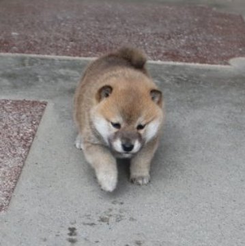 柴犬(豆柴)【滋賀県・男の子・2022年11月26日・赤】の写真「元気な赤豆柴の男の子です。」