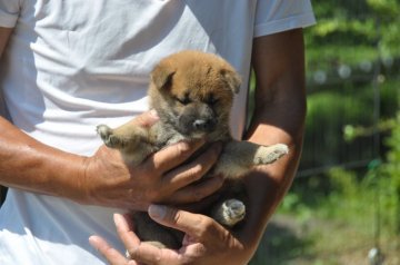 柴犬(標準サイズ)【滋賀県・男の子・2019年6月30日・濃い赤です】の写真「ややおっとりした男の子です」