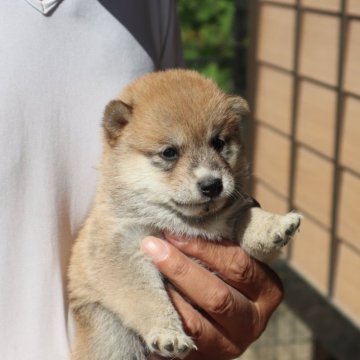 柴犬(豆柴)【滋賀県・男の子・2024年8月27日・赤】の写真「元気な赤豆柴の男の子です。」