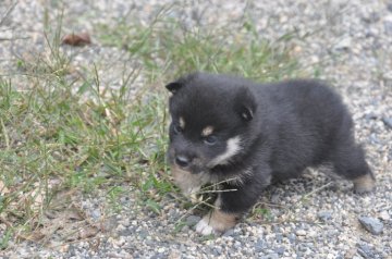 柴犬(豆柴)【滋賀県・男の子・2021年9月24日・黒】の写真「元気な黒豆柴の男の子です」