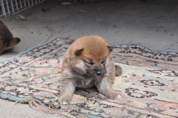 柴犬(豆柴)【滋賀県・男の子・2020年3月27日・濃い赤】の写真「元気な赤豆柴の男の子です。」