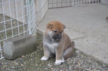 柴犬(標準サイズ)【滋賀県・女の子・2019年6月9日・赤】の写真「色素の濃い赤で　パッチリ目のカワイ子ちゃん」