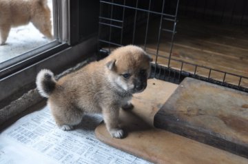 柴犬(標準サイズ)【滋賀県・女の子・2019年7月21日・きれいな赤】の写真「可愛い美人さんです」