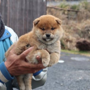 柴犬(豆柴)【滋賀県・女の子・2023年1月27日・赤】の写真「元気な赤豆柴の女の子です。」