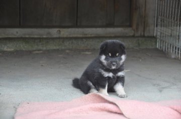 柴犬(豆柴)【滋賀県・男の子・2019年5月26日・黒】の写真「ハイグレードの豆柴です」