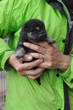 柴犬(豆柴)【滋賀県・男の子・2020年1月3日・黒】の写真「元気な黒豆柴の男の子です」