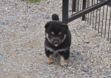 柴犬(豆柴)【滋賀県・女の子・2021年9月24日・黒】の写真「元気な黒豆柴の女の子です」