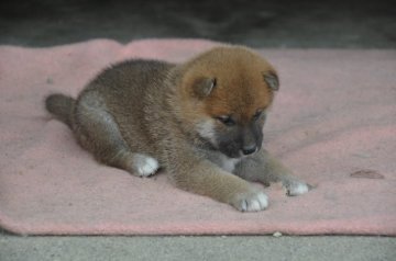 柴犬(標準サイズ)【滋賀県・男の子・2019年6月9日・赤】の写真「色素の濃い赤でかっちりした体で雄らしい仔犬です。」