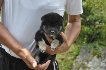 柴犬(標準サイズ)【滋賀県・男の子・2019年7月13日・黒】の写真「元気な黒柴の男の子」