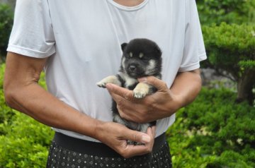 柴犬(豆柴)【滋賀県・女の子・2019年5月26日・黒】の写真「ハイグレードの豆柴です」