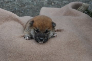 柴犬(標準サイズ)【滋賀県・男の子・2020年11月7日・濃い赤】の写真「元気な濃い赤の男の子です」