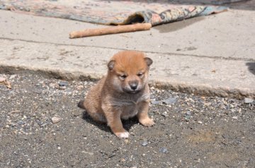 柴犬(豆柴)【滋賀県・女の子・2020年3月27日・きれいな赤】の写真「可愛いきれいな女の子です」