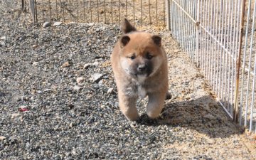 柴犬(標準サイズ)【滋賀県・男の子・2021年1月1日・濃い赤】の写真「元気な濃い赤の男の子です」