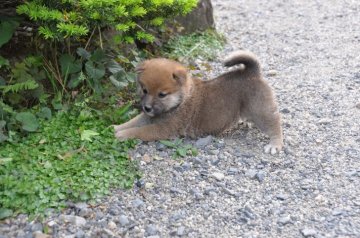 柴犬(標準サイズ)【滋賀県・男の子・2020年4月8日・濃い赤】の写真「元気な濃い赤の男の子です」