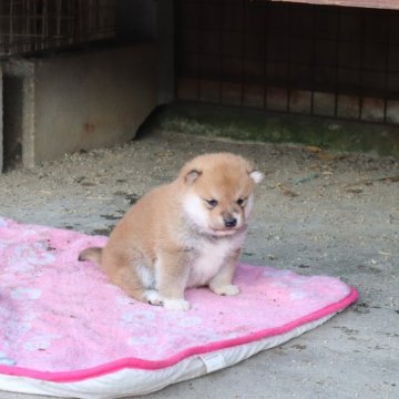 柴犬(豆柴)【滋賀県・男の子・2023年12月7日・赤】の写真「元気な赤豆柴の男の子です。」