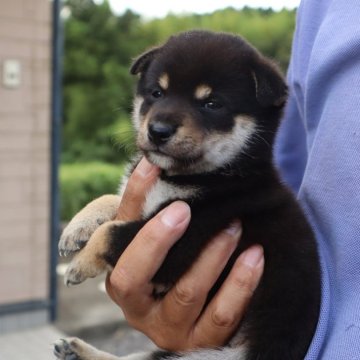 豆柴【滋賀県・男の子・2024年8月16日・黒】の写真「元気な黒豆柴の男の子です」