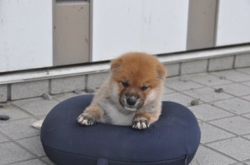 柴犬(標準サイズ)【滋賀県・男の子・2021年7月24日・きれいな赤】の写真「きれいな赤の元気な男の子です。」