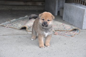 柴犬(標準サイズ)【滋賀県・男の子・2020年7月24日・濃い赤】の写真「元気な濃い赤の男の子です」