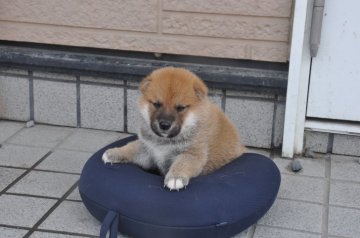 柴犬(標準サイズ)【滋賀県・男の子・2021年7月24日・きれいな赤】の写真「きれいな赤の元気な男の子です。」