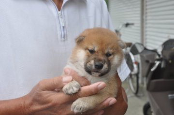 柴犬(標準サイズ)【滋賀県・男の子・2021年9月4日・きれいな赤】の写真「きれいな赤の元気な男の子です。」