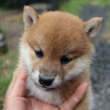 柴犬(豆柴)【滋賀県・男の子・2024年4月10日・赤】の写真「元気な赤豆柴の男の子です。」