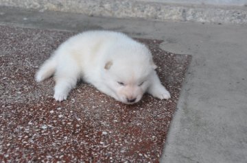 柴犬(豆柴)【滋賀県・男の子・2020年7月19日・白 真っ白ではありません】の写真「希少な白毛です。」