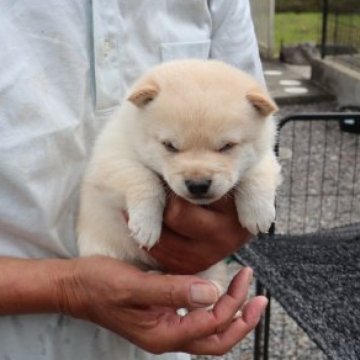 柴犬(豆柴)【滋賀県・男の子・2023年4月10日・淡赤】の写真「元気な淡赤の豆柴の男の子です」