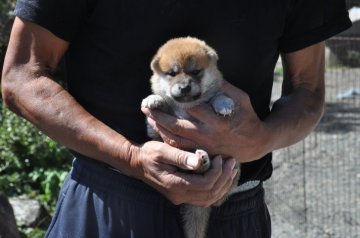 柴犬(標準サイズ)【滋賀県・男の子・2020年9月18日・赤】の写真「少し小ぶりな男の子です」