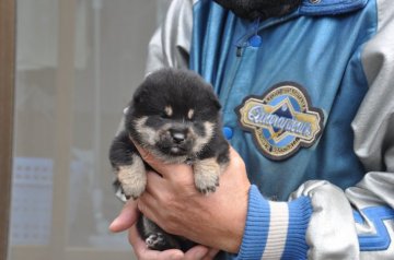 柴犬(豆柴)【滋賀県・女の子・2021年11月26日・黒】の写真「元気な黒豆柴の女の子です」