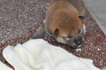 柴犬(豆柴)【滋賀県・男の子・2020年7月20日・濃い赤】の写真「元気な赤豆柴の男の子です。」