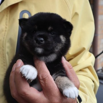 柴犬(豆柴)【滋賀県・女の子・2024年4月17日・黒】の写真「元気な黒豆柴の女の子です。」