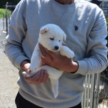 柴犬(標準サイズ)【滋賀県・男の子・2023年3月25日・白 】の写真「真っ白に近い　きれいな白の男の子」