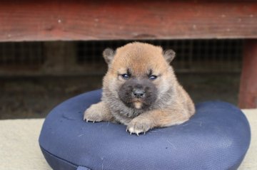 柴犬(標準サイズ)【滋賀県・女の子・2022年4月9日・赤】の写真「元気な濃い赤の女の子です」