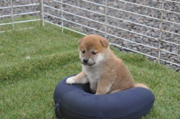 柴犬(標準サイズ)【滋賀県・女の子・2021年7月31日・きれいな赤】の写真「きれいな赤の元気な女の子です。」