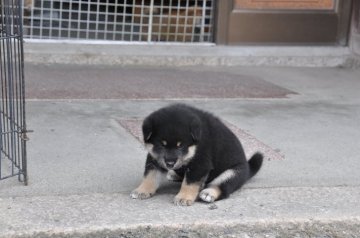 柴犬(標準サイズ)【滋賀県・男の子・2020年7月4日・黒】の写真「元気な黒柴の男の子です。」