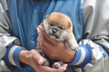 柴犬(標準サイズ)【滋賀県・女の子・2021年12月3日・きれいな赤】の写真「きれいな赤の元気な女の子です。」