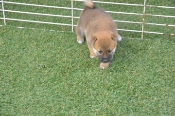 柴犬(標準サイズ)【滋賀県・女の子・2021年7月31日・きれいな赤】の写真「きれいな赤の元気な女の子です。」