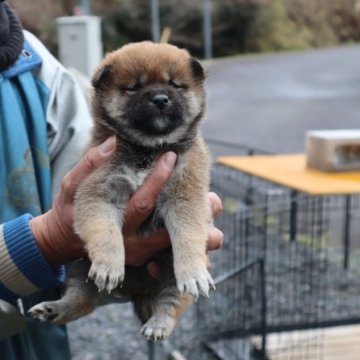 柴犬(豆柴)【滋賀県・女の子・2023年2月10日・濃い赤】の写真「元気な濃い赤の女の子です」