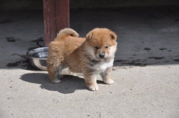 柴犬(標準サイズ)【滋賀県・男の子・2019年3月10日・きれいな赤】の写真「少し小ぶりです」